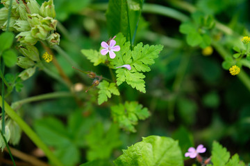 Pink flowers isolated in the nature on green bokeh background
