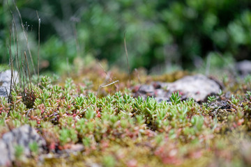 Moss covered with succulents on bokeh background