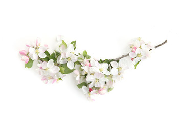 Branch with blossoms isolated on white background. White spring apple tree flowers branch..