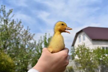 A yellow duck in his hand.