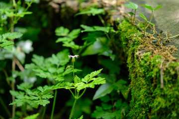 Pink flower isolated in the nature on green bokeh background