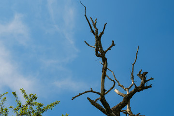 Tree branches against blue sky