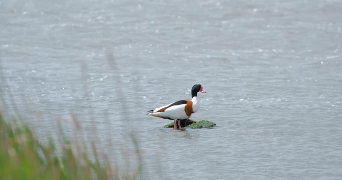 common shelduck  or Tadorna tadorna swim in pond 4K UHD
