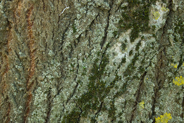 tree bark texture