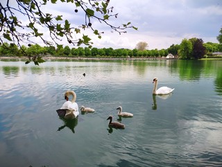 swans on the lake