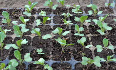 Seedlings of cabbage grown in plastic cassettes.