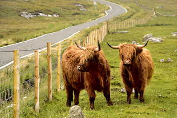 Bueyes escoceses junto a una carretera