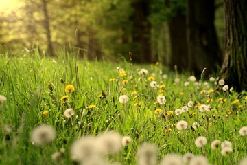 yellow flowers in the grass