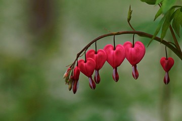 heart-shaped flowers in the park
