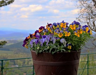 colorful flowers in the garden