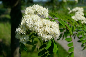 White flowers by road - Sorbus aucuparia