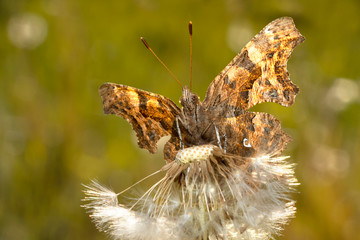 Comma butterfly (Polygonia c-album) on a dandelion head with seeds