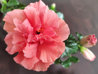 Ketmia, hibiskus kwitnący, wielopłatkowy. © Magorzata