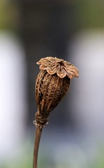 close up of a seed head