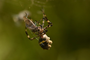 Araña