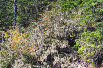 Hurricane Ridge in Olympic National Park 1