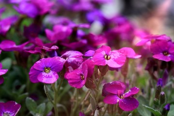 Fototapeta premium violet flowers in the garden