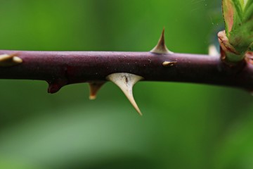 thorns on a branch