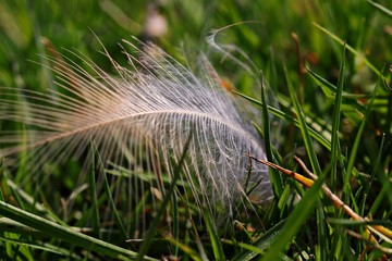 feather of a bird in the grass