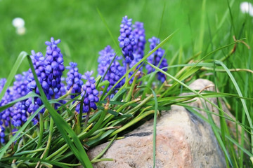 muscari flowers in the garden