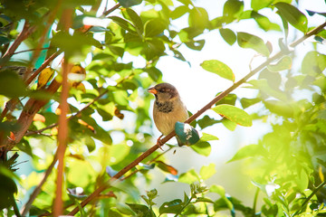 House Sparrow bird on a branch