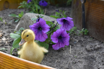 Yellow duckling near the flowers.