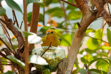 Sicalis flaveola bird on a branch