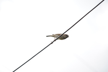 Fototapeta premium House Sparrow bird on a branch