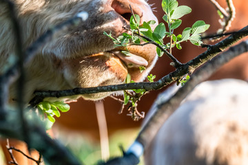 Brown cow eating leaves from a tree in County Donegal , Ireland