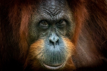 Closeup profile photo of an Orang-Utan