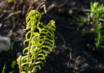 Beautiful plants of various colors growing on the ground