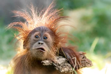 Gardinen Affe Orangutan baby playing with a stick  © Ralph Lear