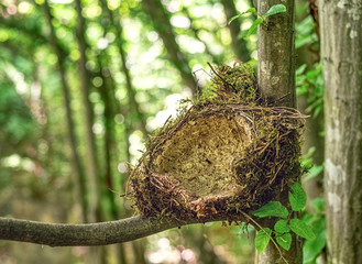 bird's nest in the tree