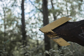 bird house in the forest