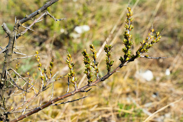 sea buckthorn branch with new green leaves close up