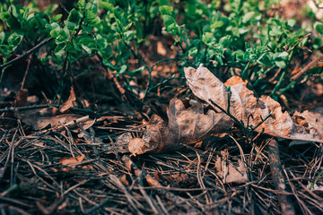 Background of dry oak leaves, conifer needles and young blueberry bushes. Forest background
