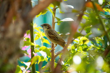 House Sparrow bird on a branch