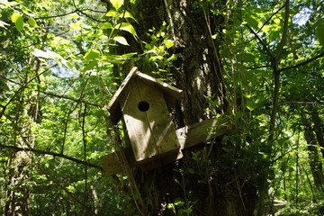 birdhouse on tree