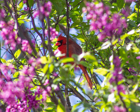 Cardinal Hidden In The Beauty Of Nature