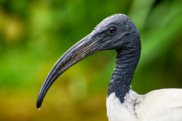 Black-headed ibis head closeup (Threskiornis melanocephalus)