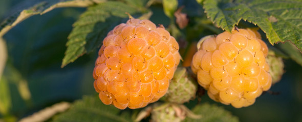 Yellow raspberry on the farm, organic banner
