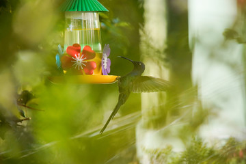 Swallow-tailed Hummingbird on a branch