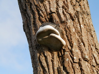 Shelf fungus mushroom grows on willow in spring. © Irina