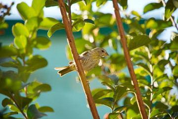 Fototapeta premium Sicalis flaveola bird on a branch
