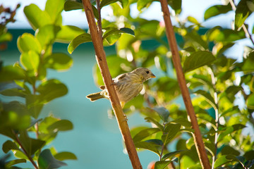 Sicalis flaveola bird on a branch