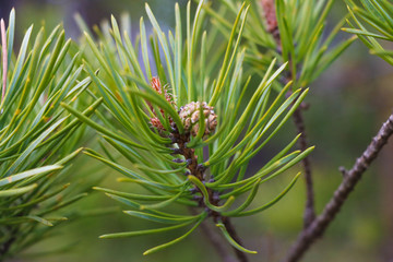 Young pine cones on a pine branch in the forest, selective focus.