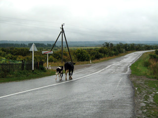 A cow and a calf walk along a rural road © 46boris48