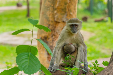 Velvet Monkey, mother with baby sitting on a bransh