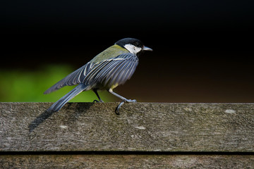 Great tit (Parus Major) on a fence, shaking its wings