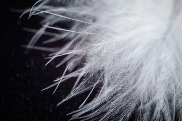 White feather close-up on a black background